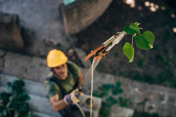 Best Leaf Removal  in USA